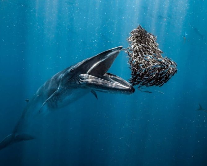 Тайны подводной жизни: 14 лучших фото Ocean Photographer of the Year 2024