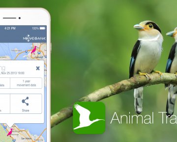 Animal Tracker — приложение, которое в будущем сможет заменить зоопарки